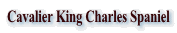 Cavalier King Charles Spaniel
